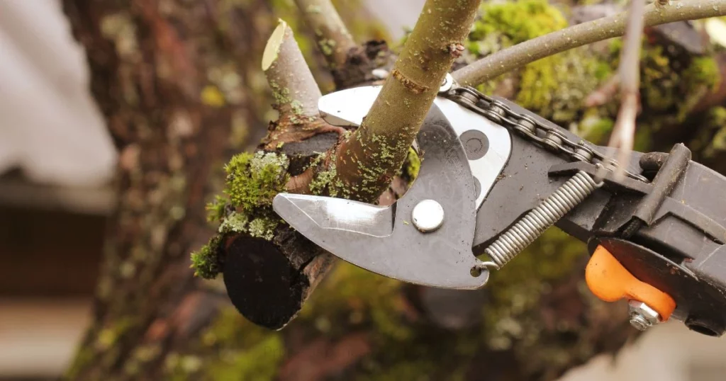 Pruning a Japanese acer tree with bypass pruners in late winter