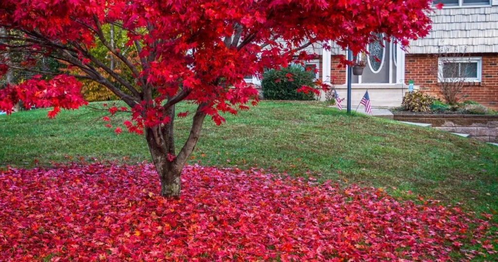 Pruning Japanese Maple