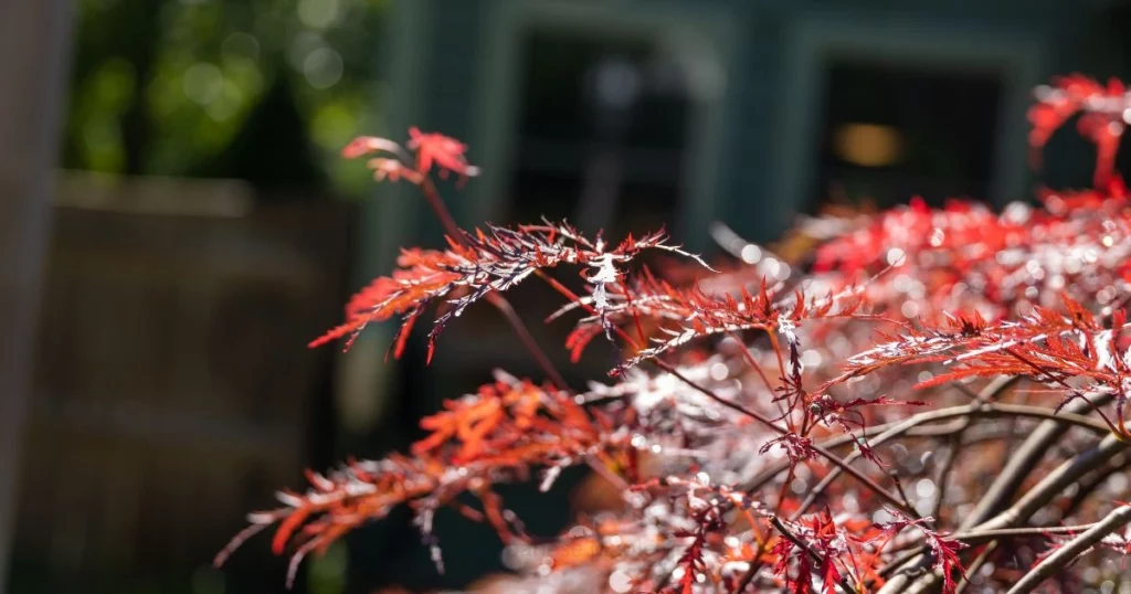 Pruning Japanese Maple