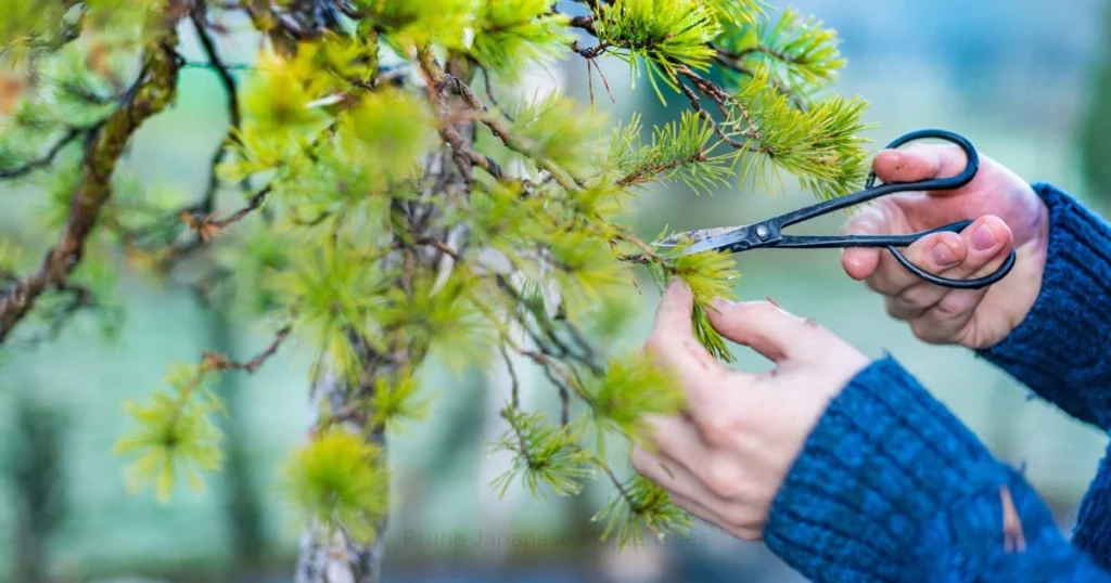 Thinning branches on a dwarf Japanese maple for bonsai.