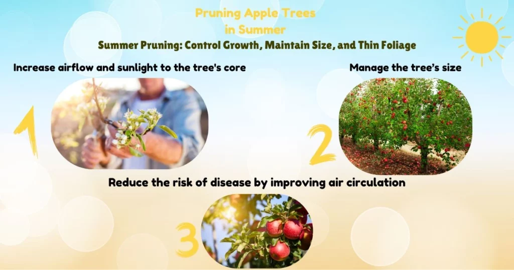 Apple Tree Pruning