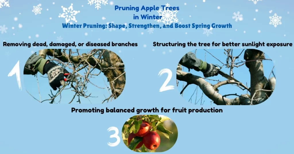 Apple Tree Pruning