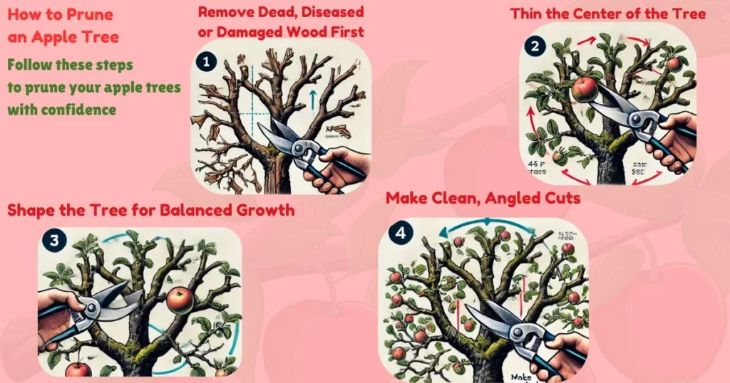 Apple Tree Pruning