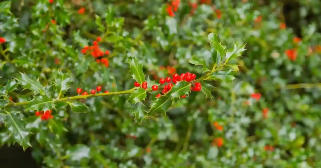 Pruning holly tree branches