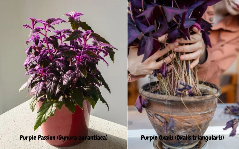 Purple Plants