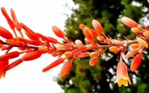 Red Yucca Plant