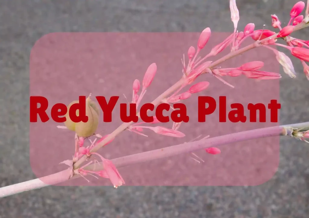 Red Yucca Plant