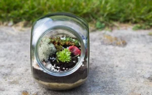 Succulent Terrarium