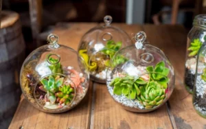 Succulent Terrarium