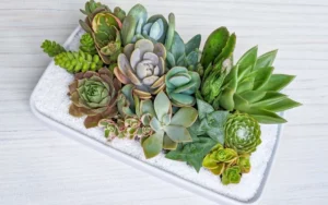 Succulent Terrarium