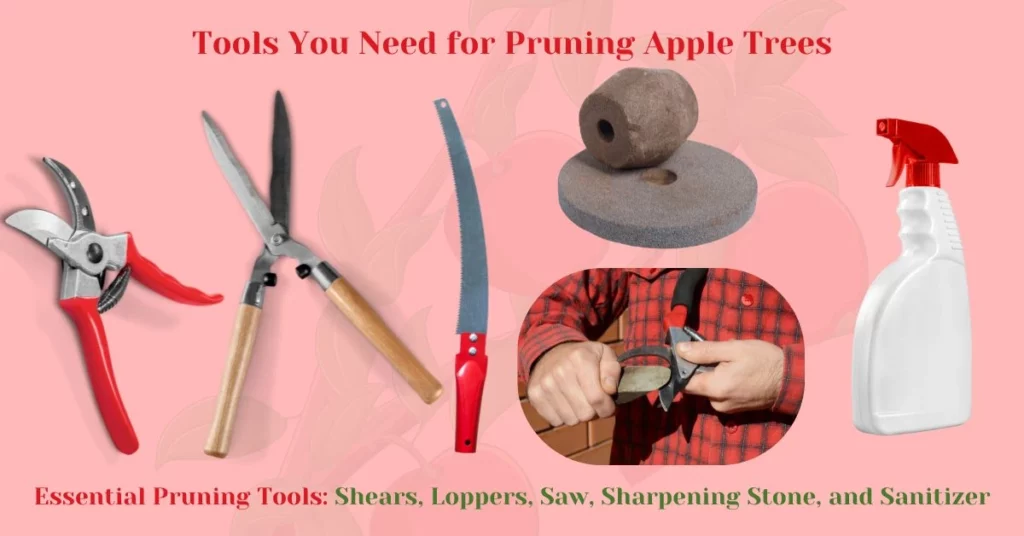 Apple Tree Pruning