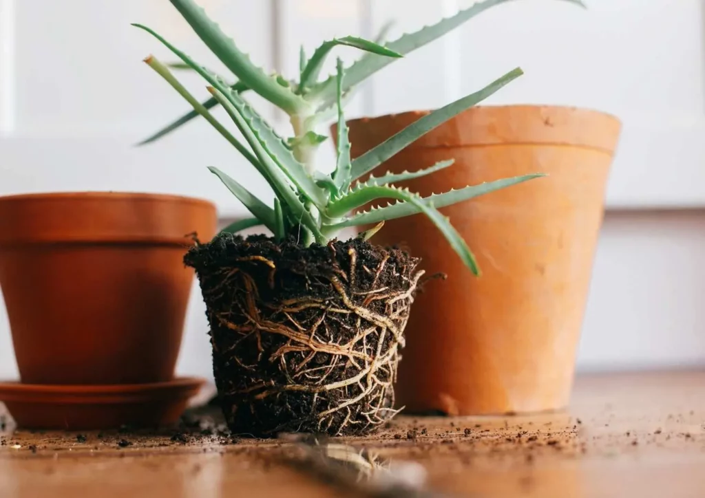 watering, plant roots