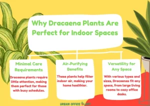 Dracaena Plants