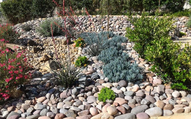 Xeriscape Ideas