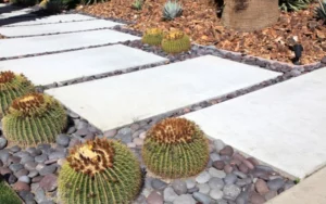 Xeriscape Ideas