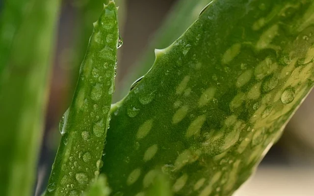 Aloe vera , medical garden