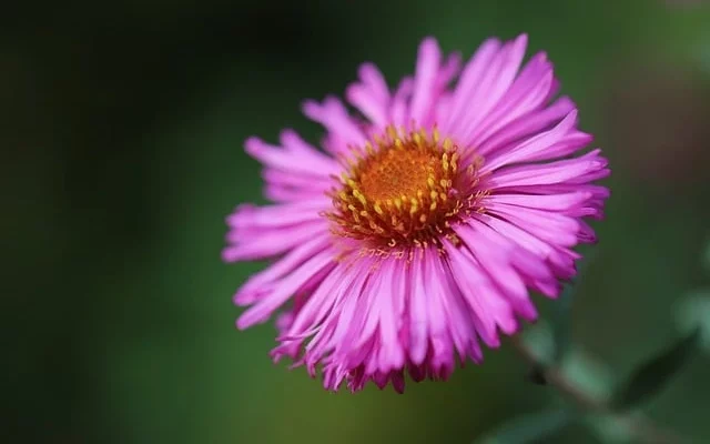 New England Aster