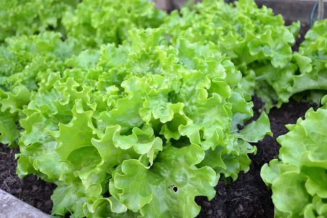 Growing lettuce indoors