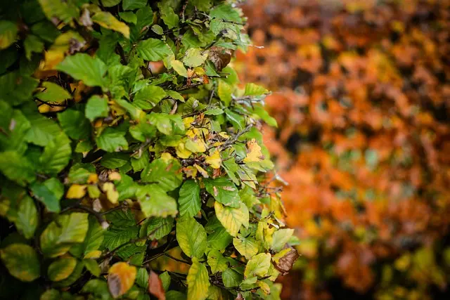 Beech Hedge Plants