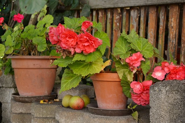 plant container sizes