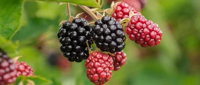 Berries in Your Backyard Orchard