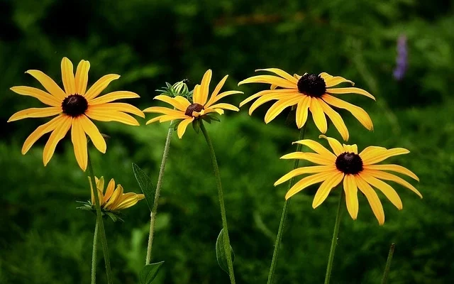 Black-Eyed Susan