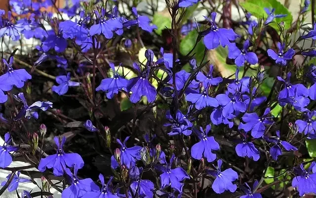 Great Blue Lobelia