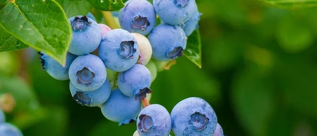 blueberries , Berries in Your Backyard Orchard