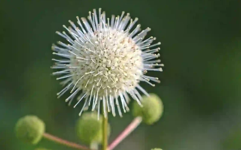 buttonbush 5587862 1280