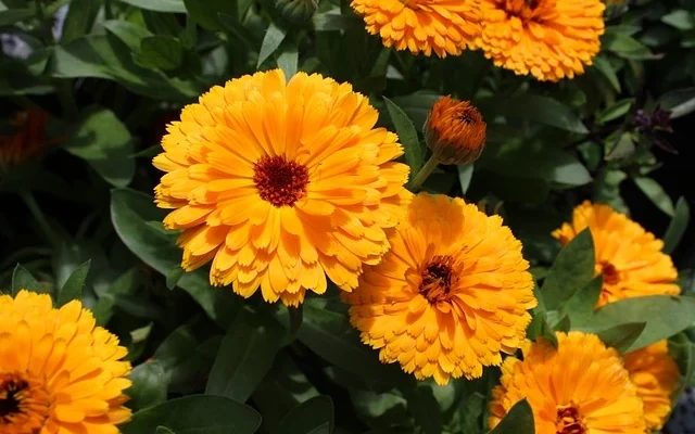 calendula