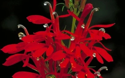 Cardinal Flower