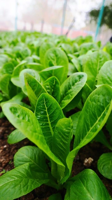 Growing lettuce indoors 