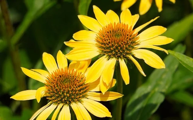 echinacea