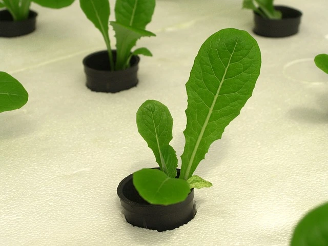 Growing Lettuce Indoors , Lettuce Varieties , Baby Greens