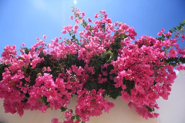 Bougainvillea