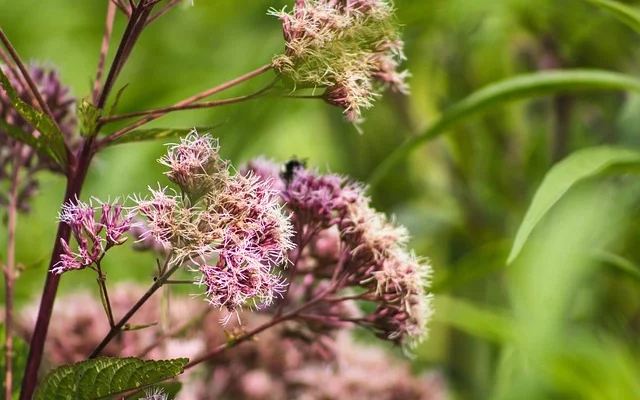 Joe-Pye Weed