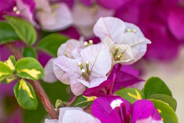 bougainvillea , bougainvillea uk