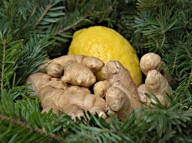 How to grow ginger , planting ginger home garden