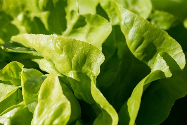 Growing lettuce indoors , How Much Sun Do Lettuce Plants Need 