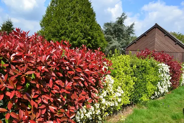 Hedge plants , Hedging Plants