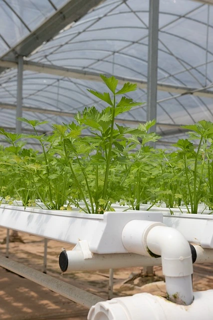 hydroponics growing system