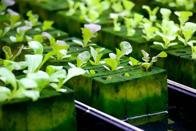 Aquaponics , Hydroponics vs Aquaponics