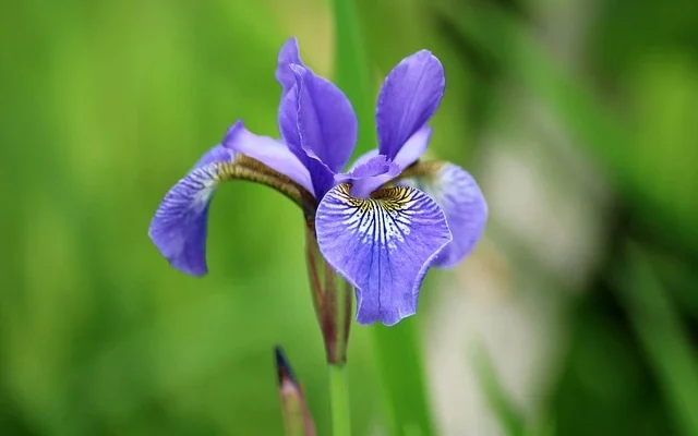 Blue Flag Iris