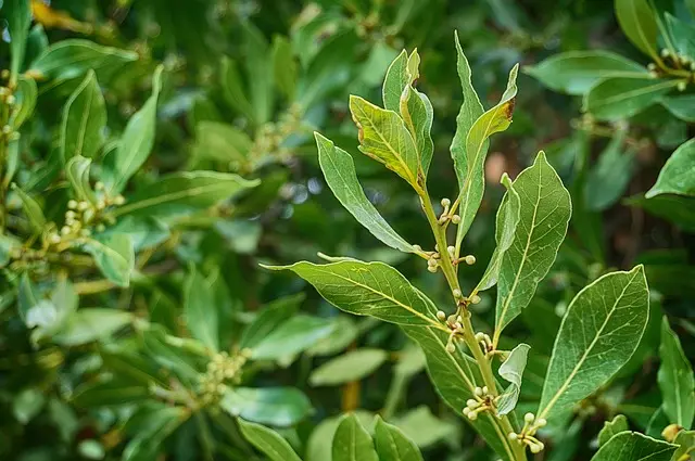 Laurel Hedge