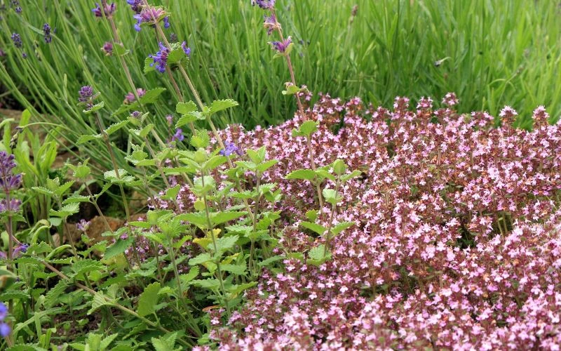 Purple Plants