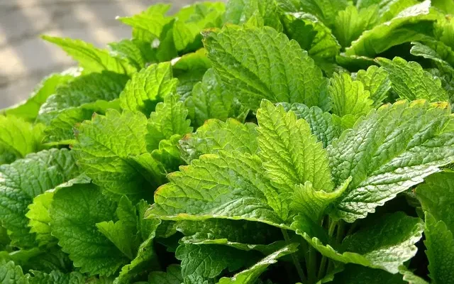 lemon balm 2370813 640