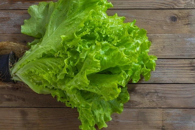 Growing Lettuce Indoors , Grow Lettuce Indoors