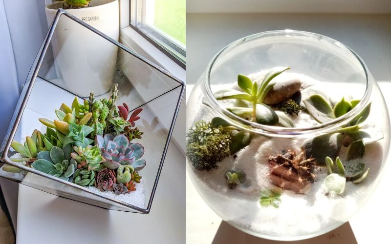 Succulent Terrarium