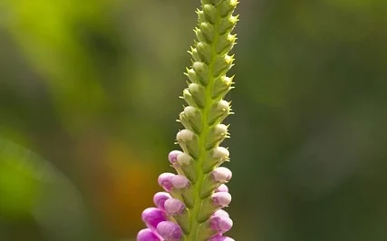 Obedient Plant