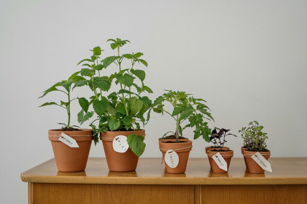 plant container sizes , pot size